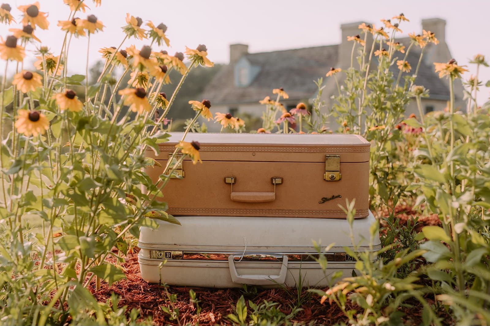 Stacked vintage suitcases in a field of black-eyed Susans at golden hour, a Kentucky farmhouse in the distance