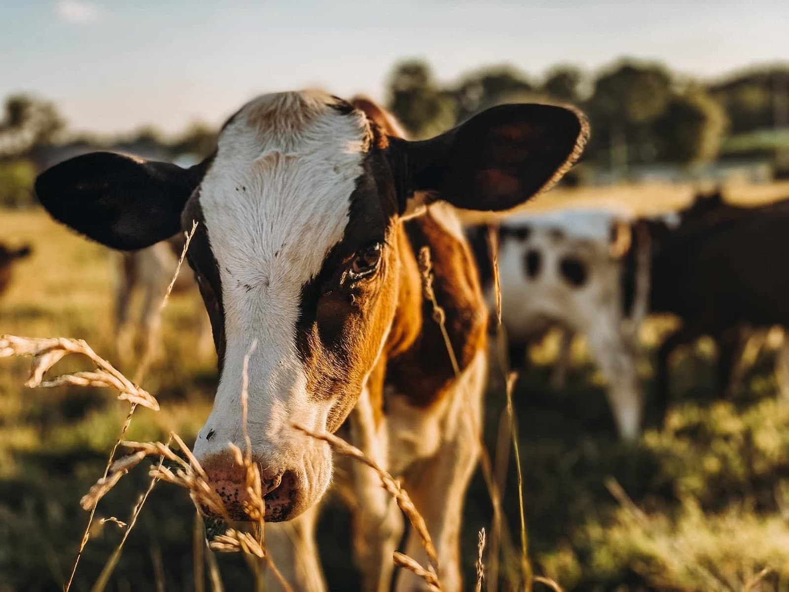 Cattle grazing in a golden Kentucky field